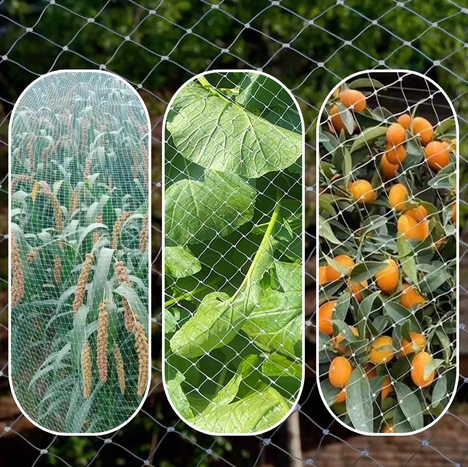 Filet Anti-Oiseaux en Nylon résistant aux UV pour Jardin et Arbres fruitiers - Réutilisable 10 m x 6 m, Maille de 2 cm de diamètre - Protection Efficace Contre Les Oiseaux et Les Insectes Nu