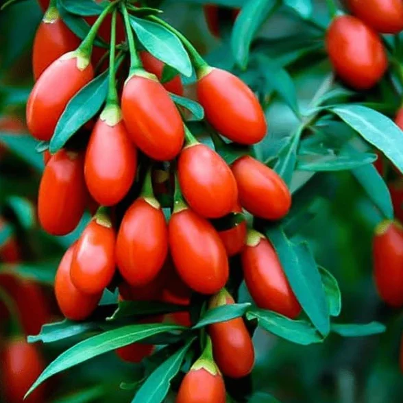 Graines de Baie de Goji - Lycium Barbarum - Fruits Comestibles - Lot de 5