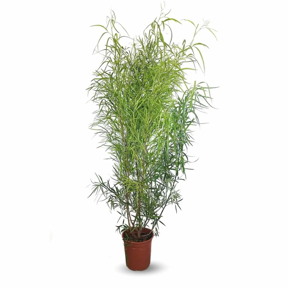 Rhus viminalis 100-110 cm ⌀ 24 cm bambou non traçant plante d'extérieur