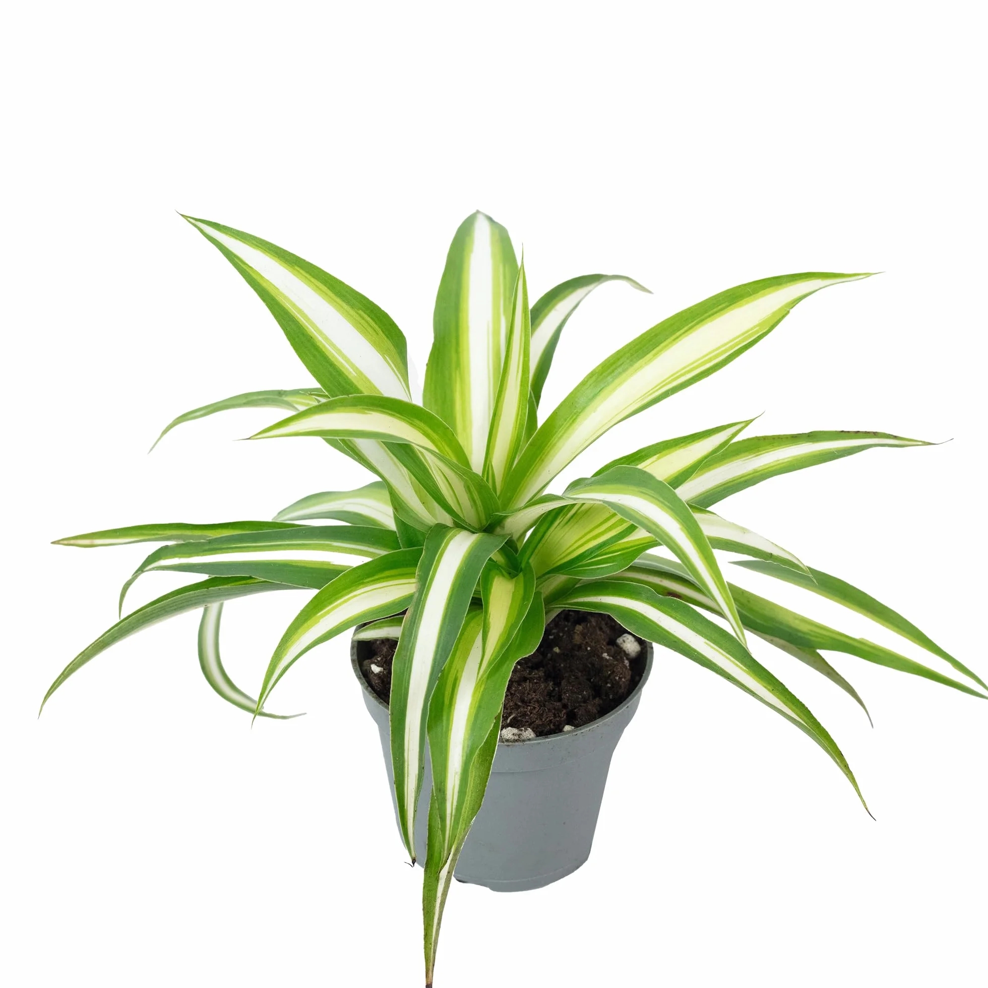 Chlorophytum Comosum Variegata Plante d'intérieur Hauteur 15 cm Pot 6 cm