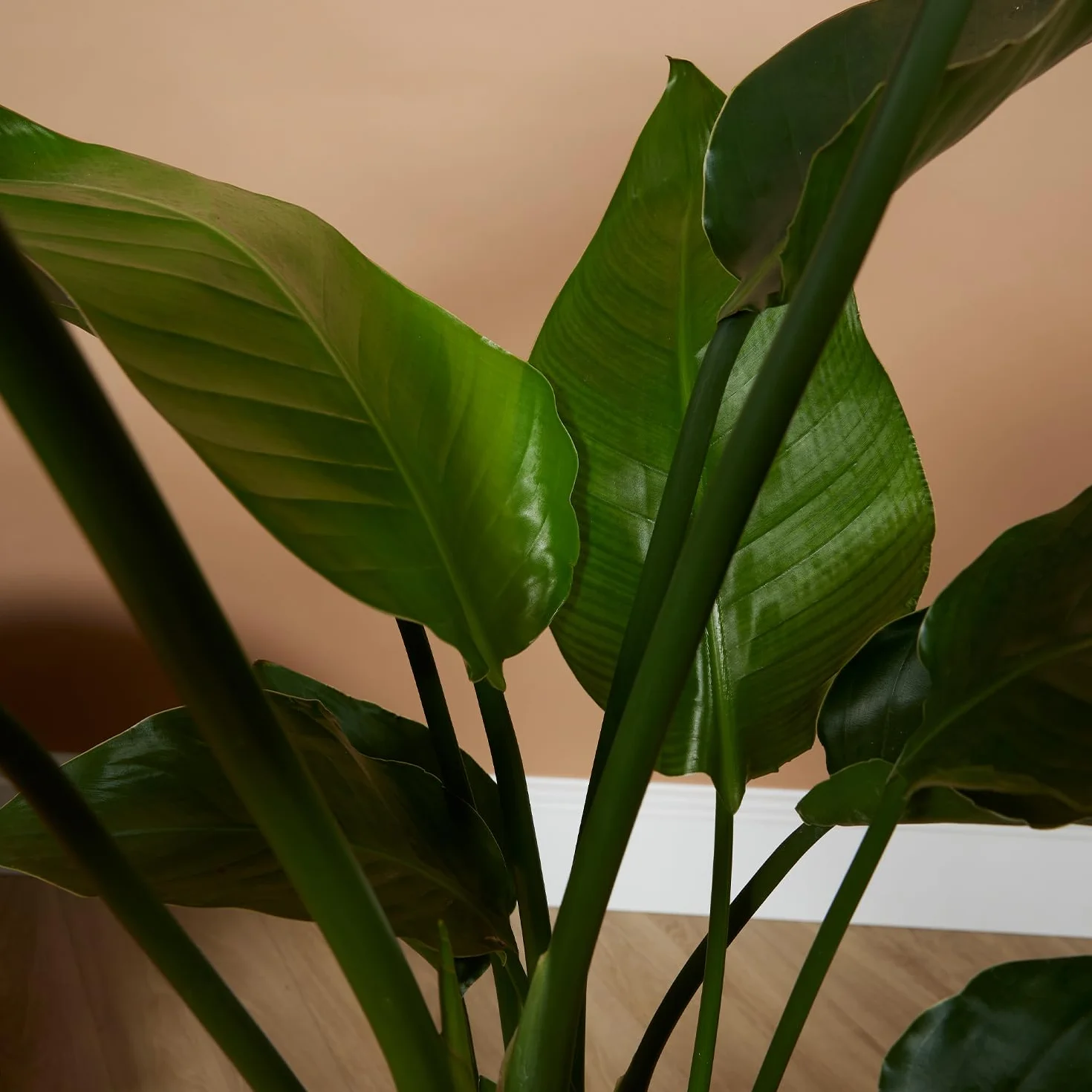 Bloomique Strelitzia Nicolai Plante oiseau de paradis Pot 21 cm Hauteur 90-110 cm