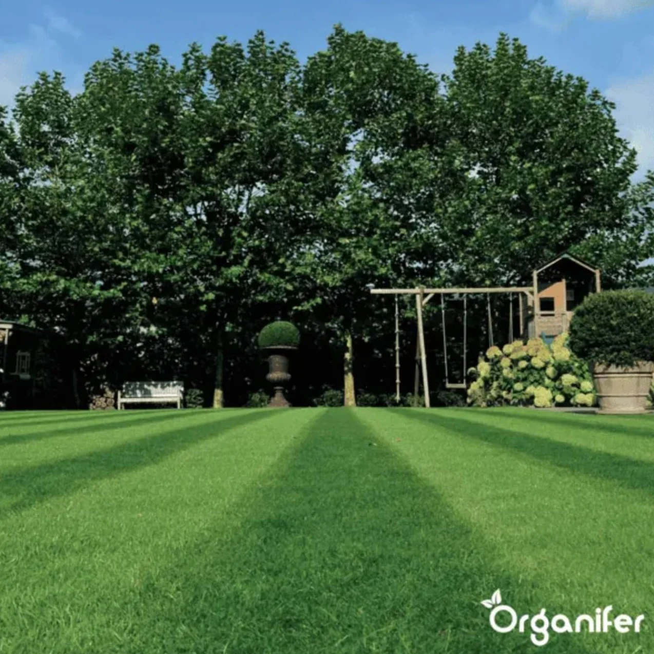 Organifer Graines De Gazon À Germination Rapide 1 Kg 50 M2 Pelouses Sportives