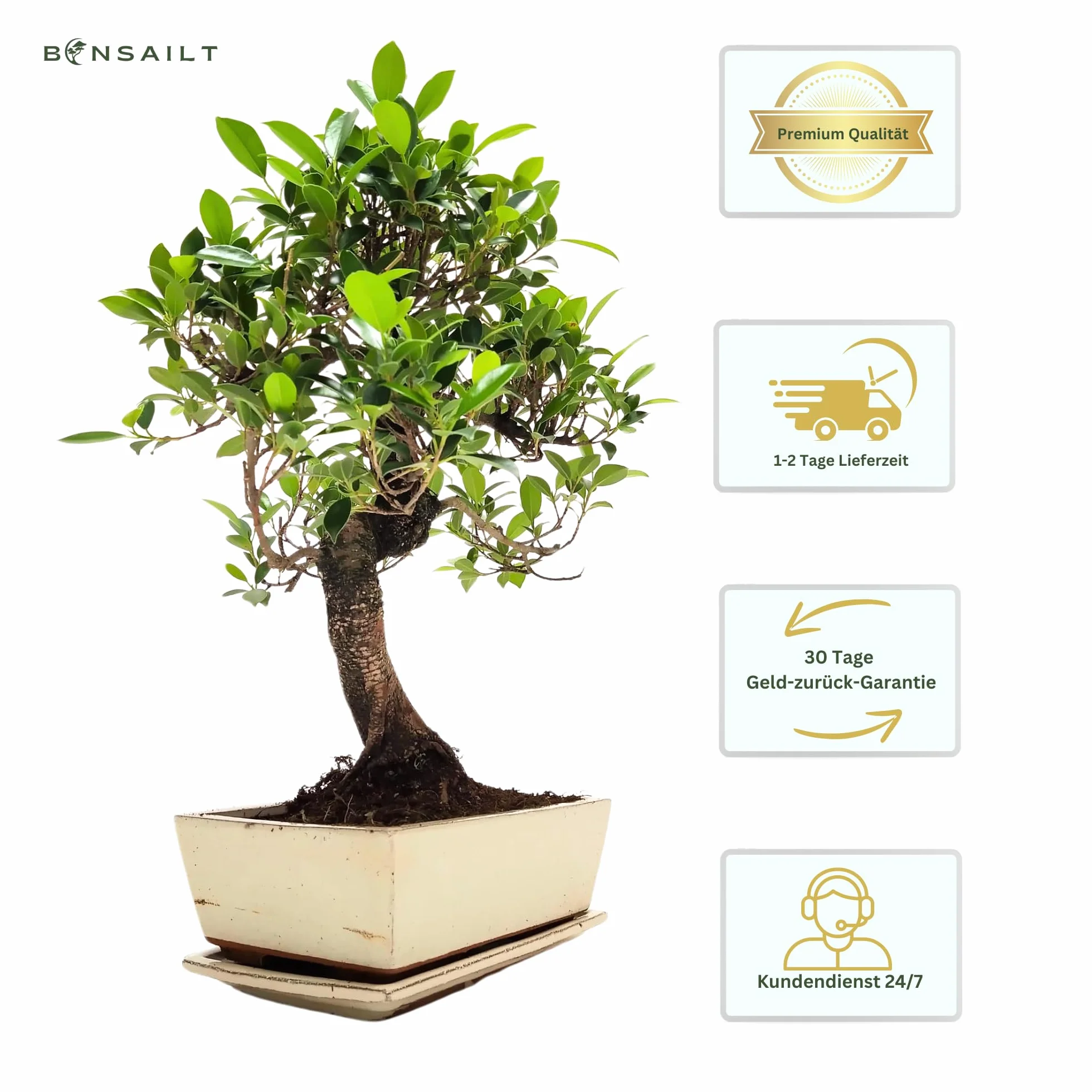 Bonsaï Ficus en pot céramique 45-50 cm plante intérieur cadeau