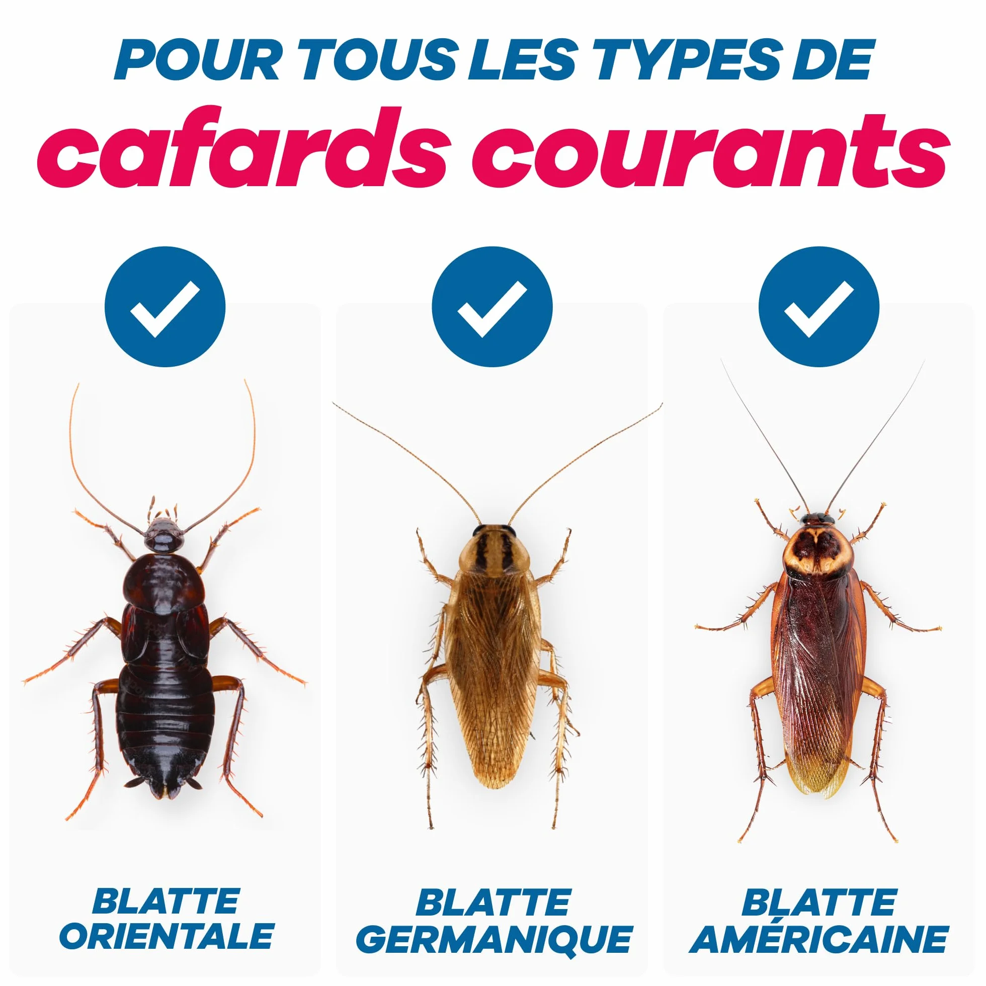 Gerobug Piège à cafards Professionnel 12 pièces - Piège à Colle pour surveiller les cafards