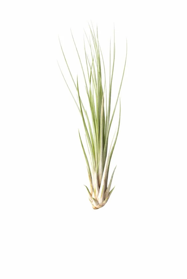 Tillandsia juncea 16 cm Plante d'intérieur