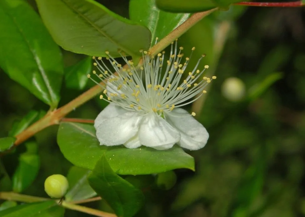 SAFLAX Myrte commun 30 graines Myrtus communis