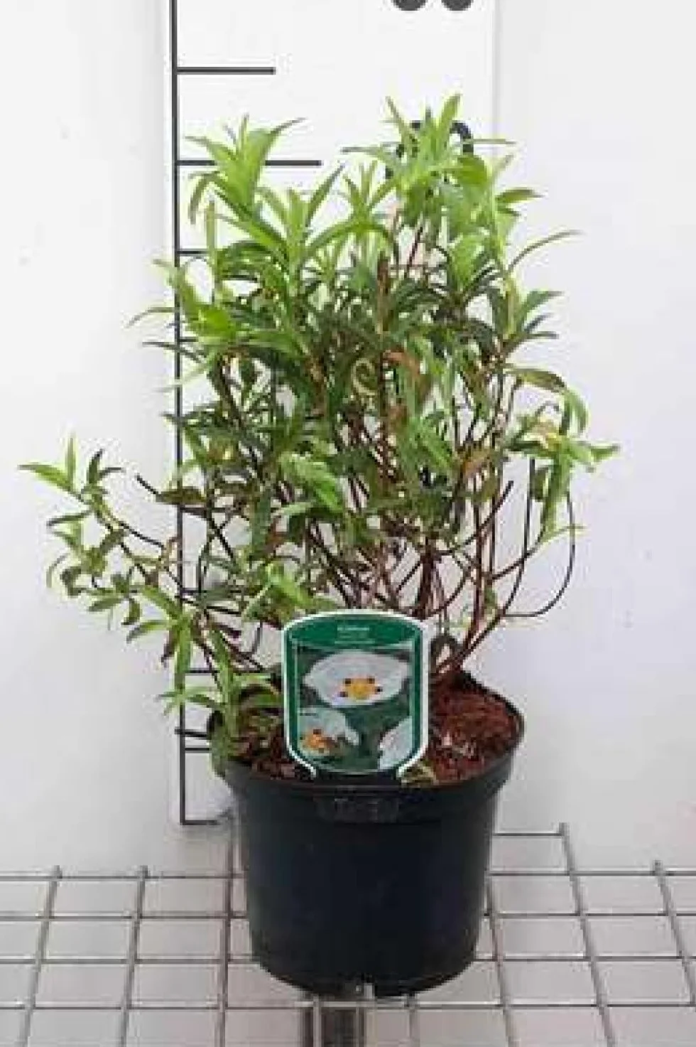 Cistus purp. 'Alan Fradd' - Ciste Pulvérulent 20-25 cm en pot