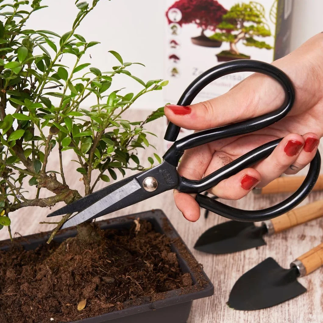 CULTIVEA® Kit Bonsaï Premium Prêt à Pousser - Outils, Ciseaux, Fil pour Entretien de Bonsaïs