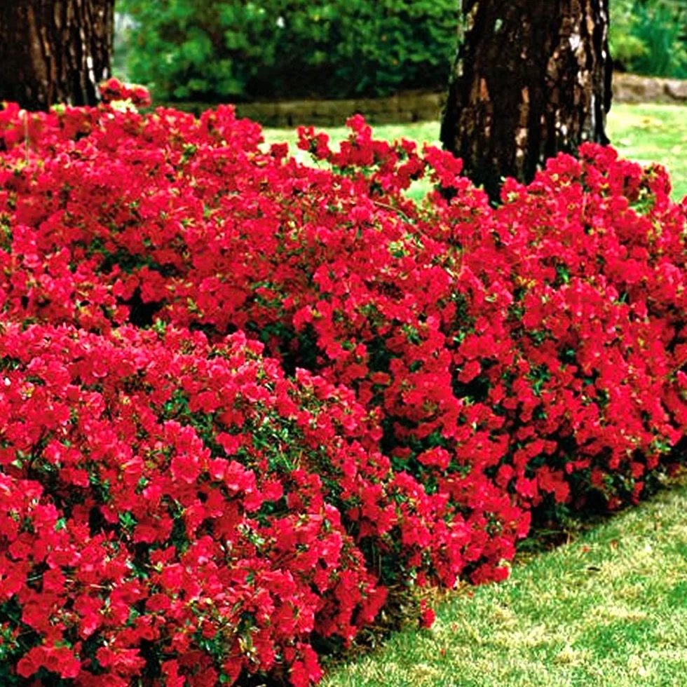 Azalée Rouge GardenersDream 1 pièce Rhododendron Japonais Azalee du Japon Persistante Plante Naturelle à Fleurs pour Jardin en Pots