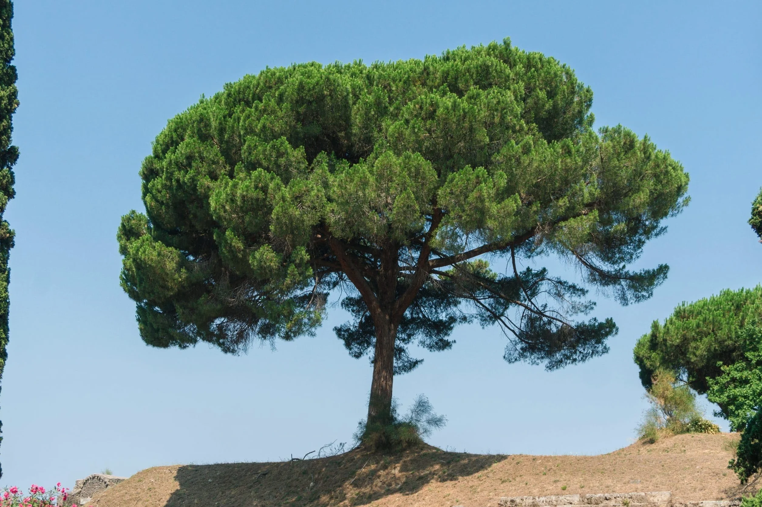 Graines de Pin Parasol (Pinus Pinea) - Conifère Méditerranéen - Pignons Comestibles