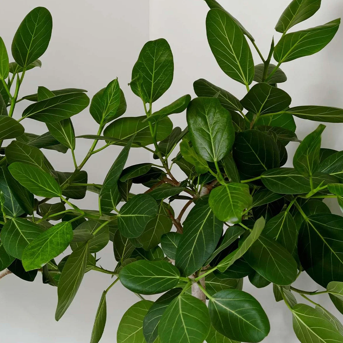 Bloomique Ficus Carica ‘Brown Turkey’ Figuier Arbre fruitier Rustique Hauteur 80-100 cm Pot 21 cm