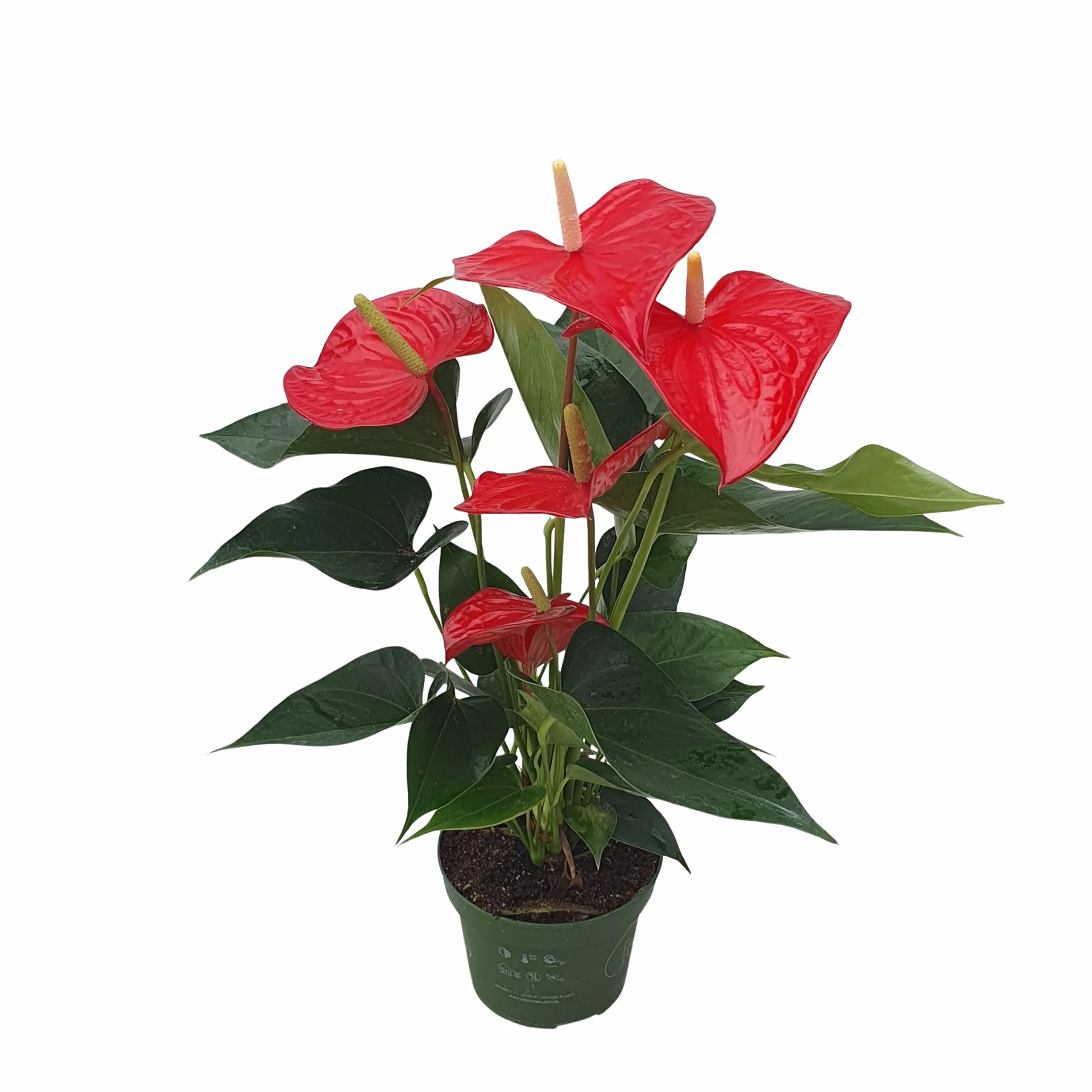 Anthurium 'Royal Champion' Roślina doniczkowa kwitnąca Czerwony 35-45cm 12cm