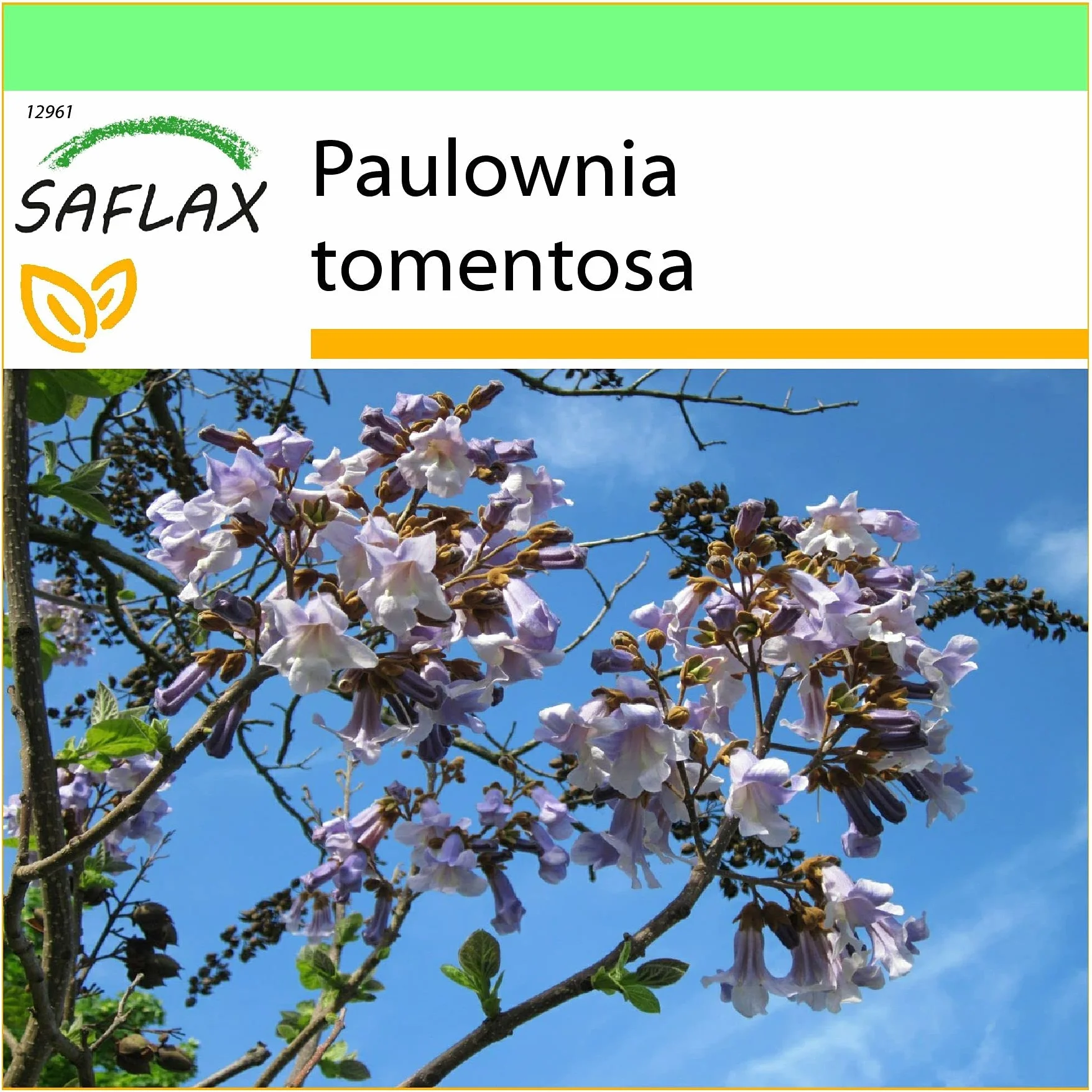 SAFLAX Arbre impérial Paulownia tomentosa 200 graines