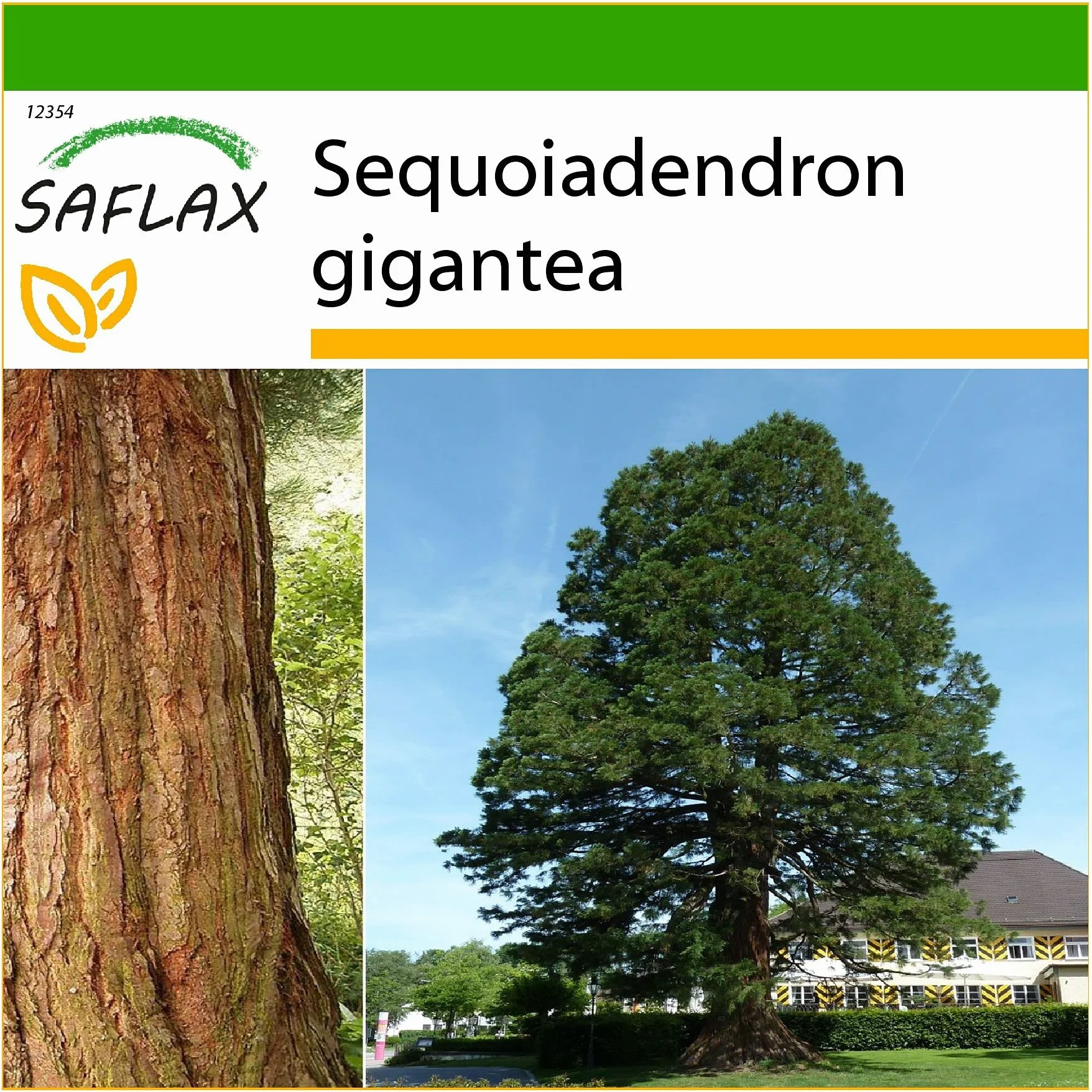 Sequoiadendron gigantea Séquoia géant 50 graines Avec substrat