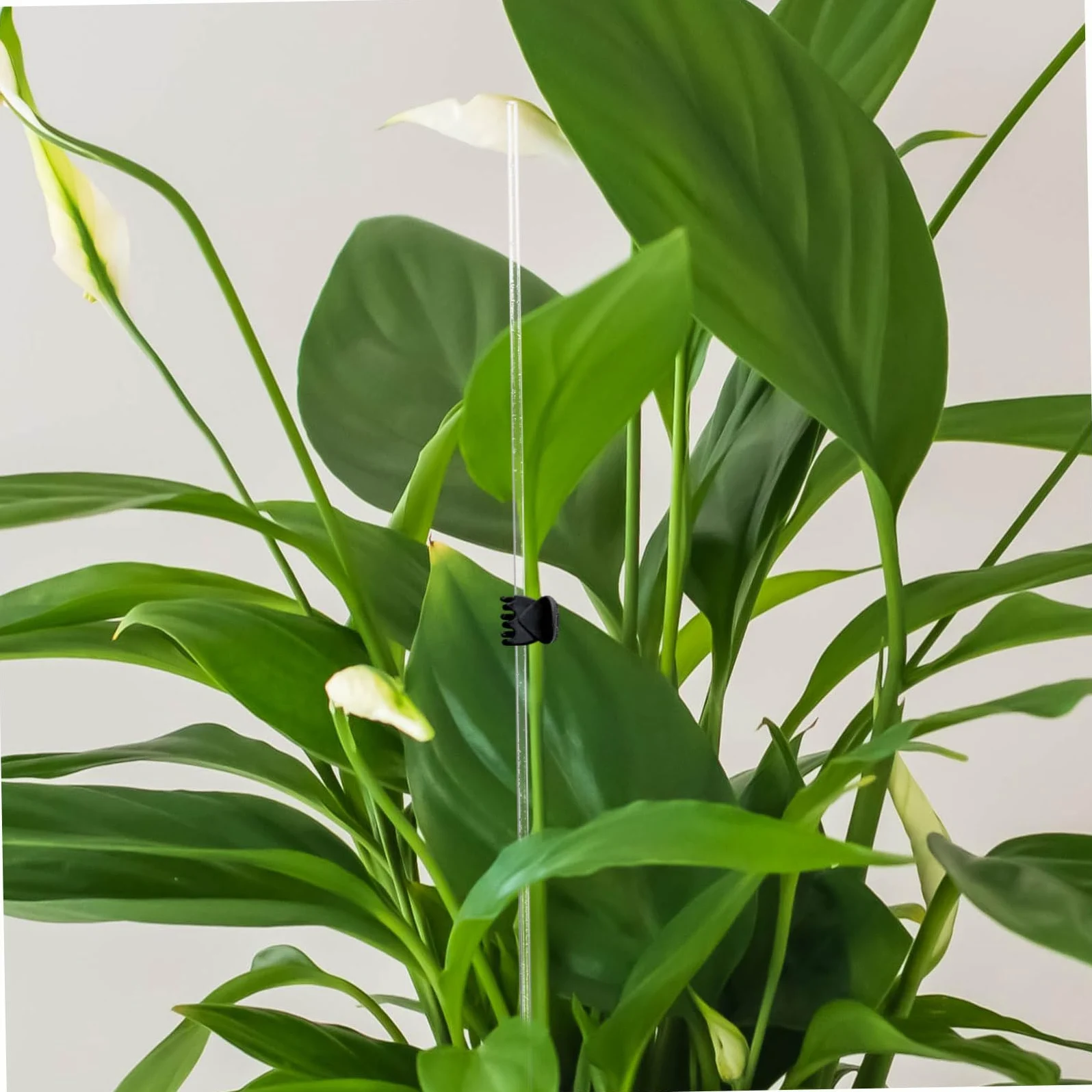 5 Ensembles Support De Plante Transparent Lot de Piquets pour Plantes Grimpantes Support Durable 10 Pièces * 5