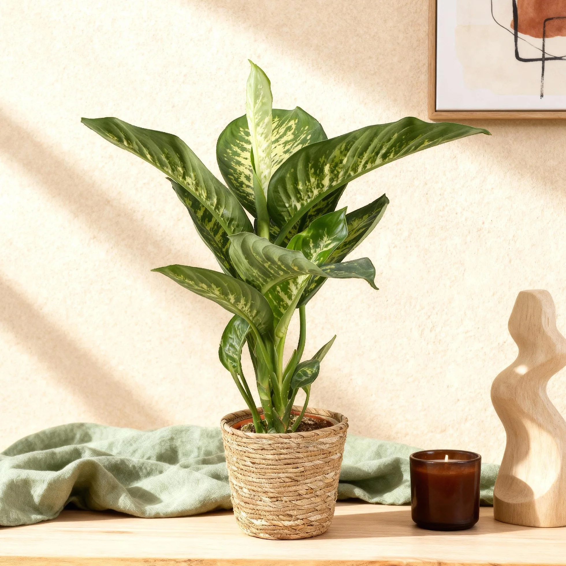 Dieffenbachia Tropic Snow Plante d'intérieur Panaché Pot 21cm Hauteur 90-100cm