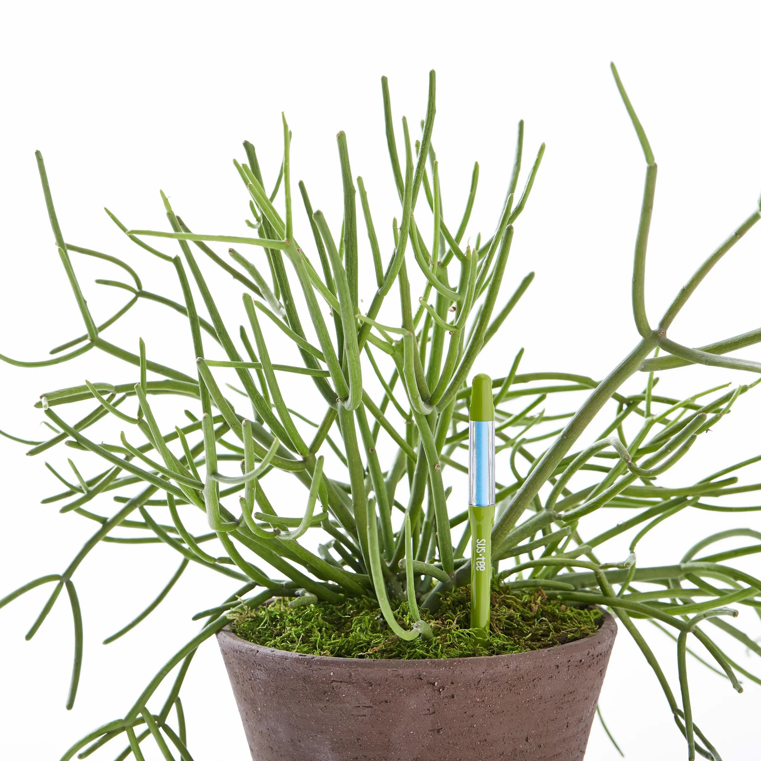 IPPINKA Aquamètre Sustee - Lot de 36 - Humidimètre pour plantes d'intérieur - Vert moyen - Rechargeable