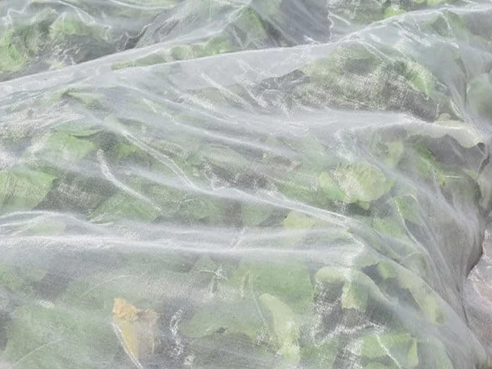 Maillestore Filet Anti-Insectes 45gr/m² - Spécial Altise 8.8m x 10m Cristal
