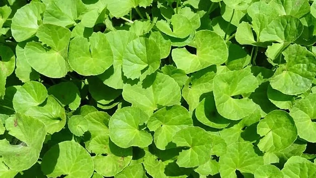 Nasiona Hydrocotyle 30 sztuk świeże