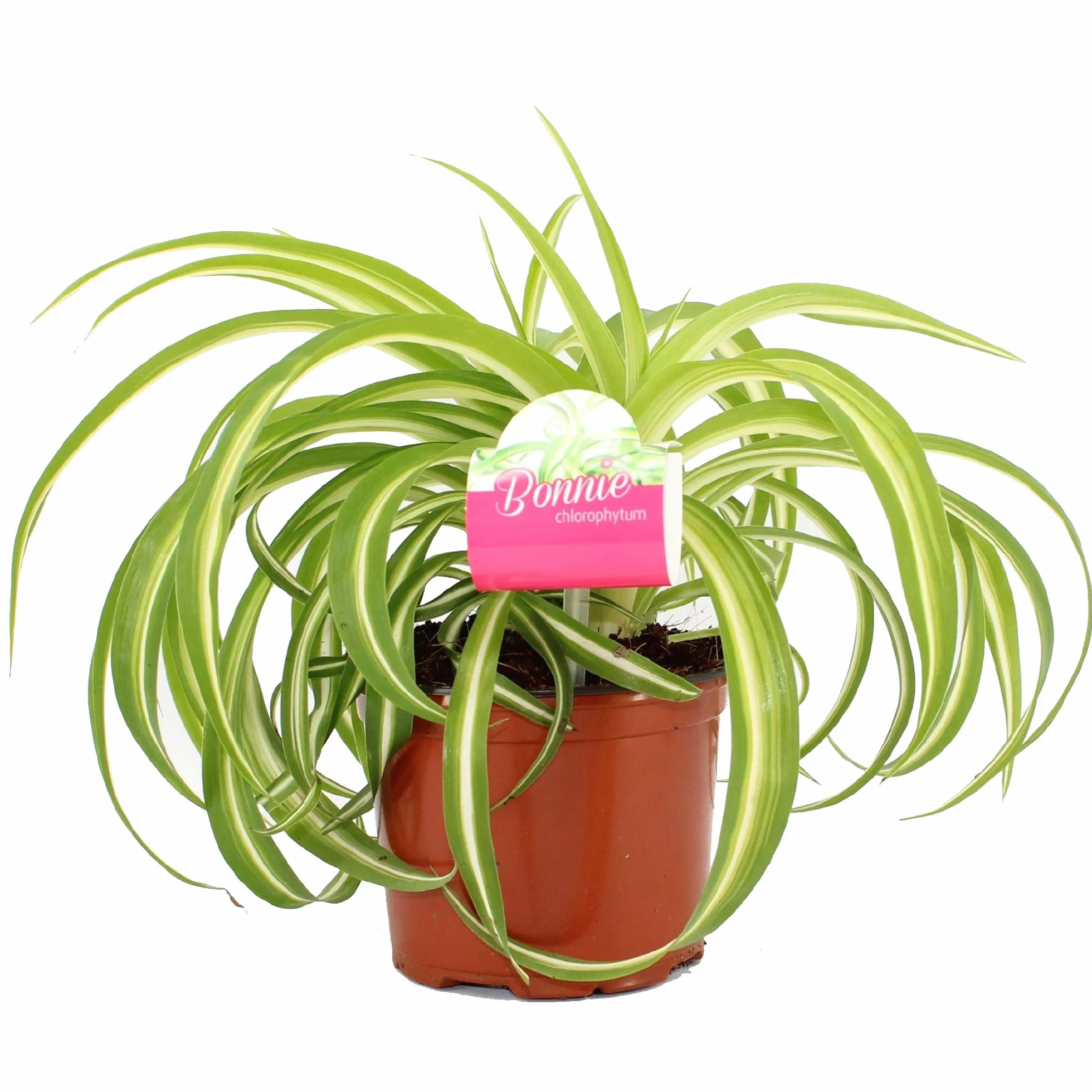 Chlorophytum Bonnie Plante Araignée en Suspension 20-30 cm pot inclus