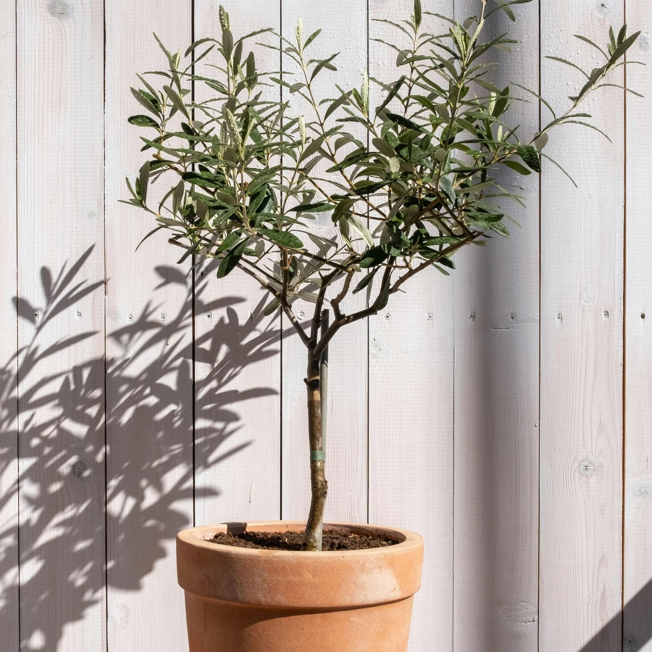 Olea Europaea Oliviers sur tige Set de 2 Pot 21cm Hauteur 90-100cm