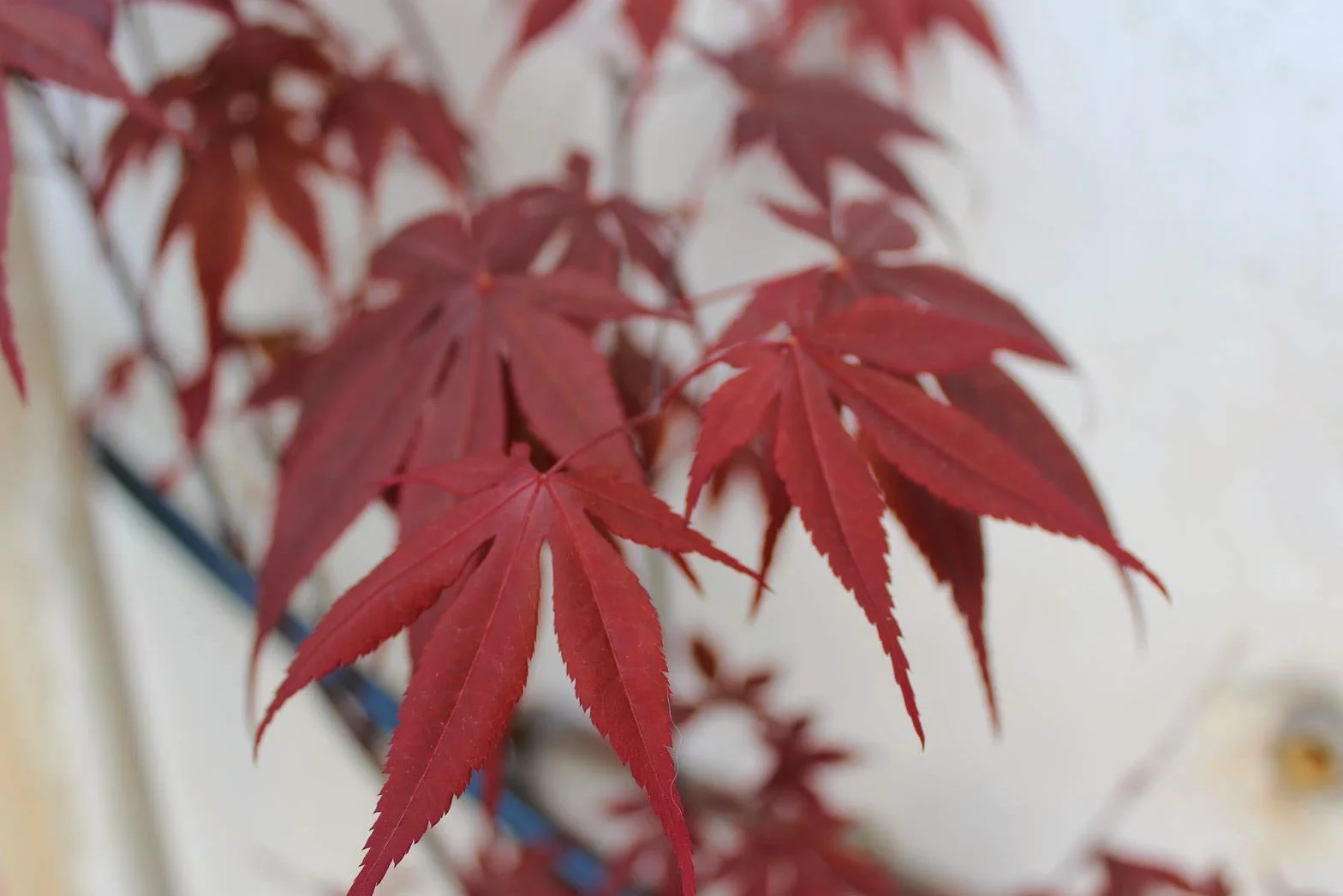 Graines d'érable japonais pourpre Acer palmatum Atropurpureum 30