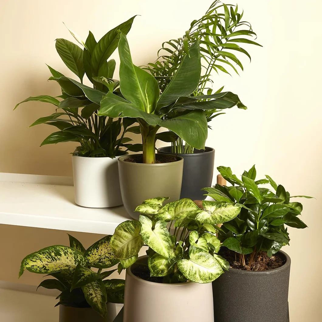 Bloomique Lot de 6 Plantes Vertes Bananier Caféier Syngonium Chamaedorea Spathiphyllum Dieffenbachia 20-40 cm Pot 12 cm