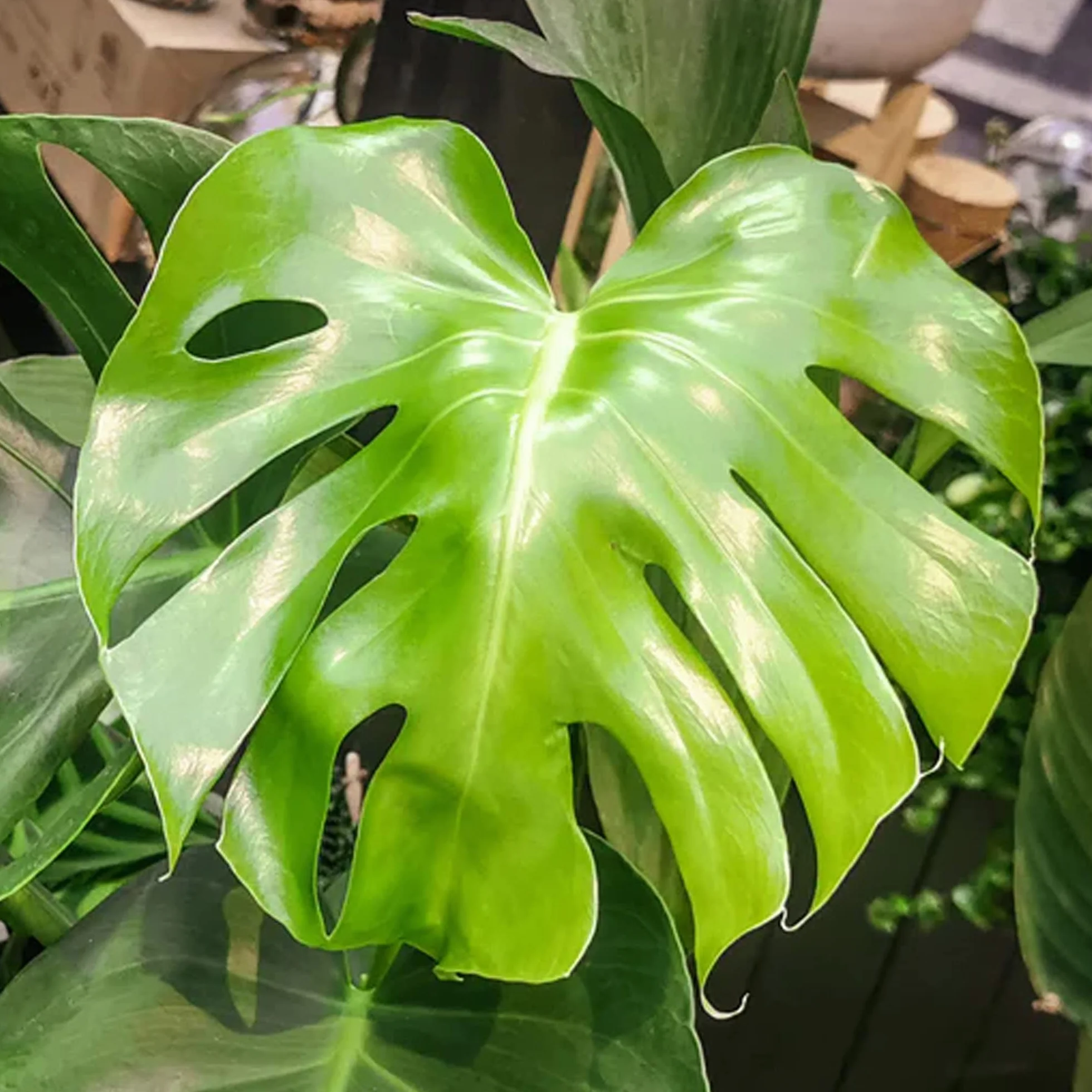 Monstera Deliciosa plante d'intérieur arbuste persistant en pot