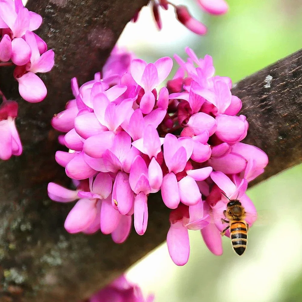 Cercis Siliquastrum Arbre de Judée 30 graines