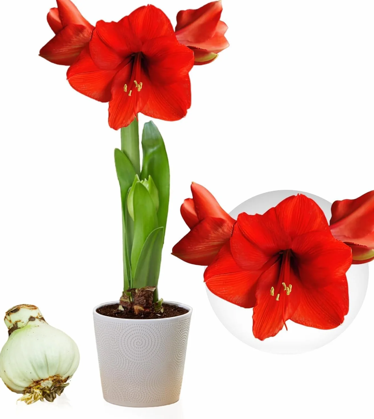Amaryllis Bulbe Red Passion - Hippeastrum - 1 pièce - Bulbes à fleurs grand format 26/30 - Naturelle plantes de Hollande
