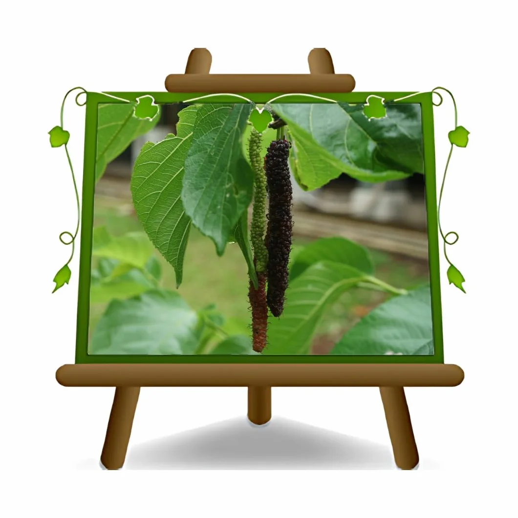 Mûrier noir du Pakistan Arbres fruitiers 150~170 cm 2 ans Pot 20 cm