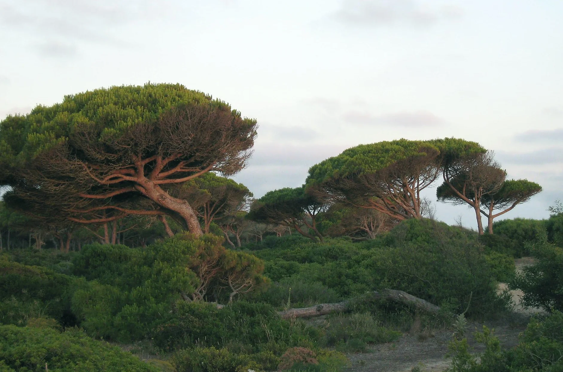 Graines de Pin Parasol (Pinus Pinea) - Conifère Méditerranéen - Pignons Comestibles