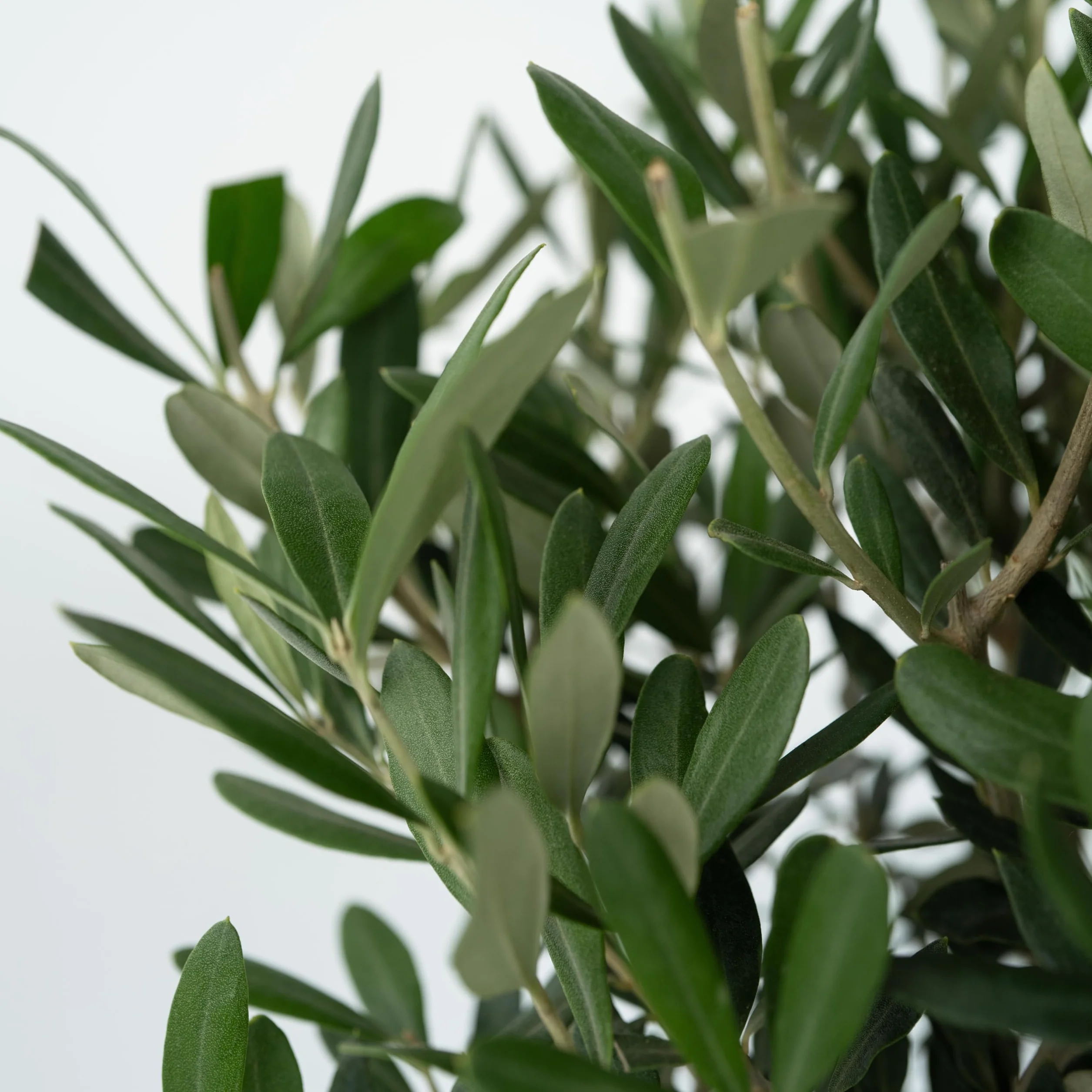 Olea Europaea Oliviers sur tige Set de 2 Pot 21cm Hauteur 90-100cm