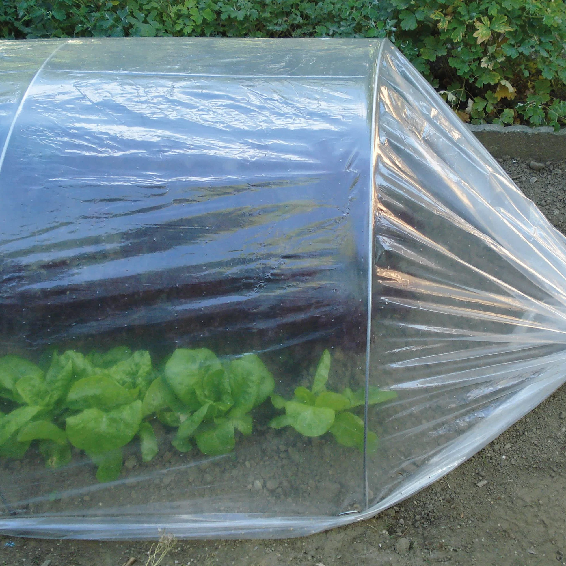 TENAX Dot Film 2,00x10 m Film de Forçage Micro-perforé Transparent Protection Cultures Légumes Plantes Jardin