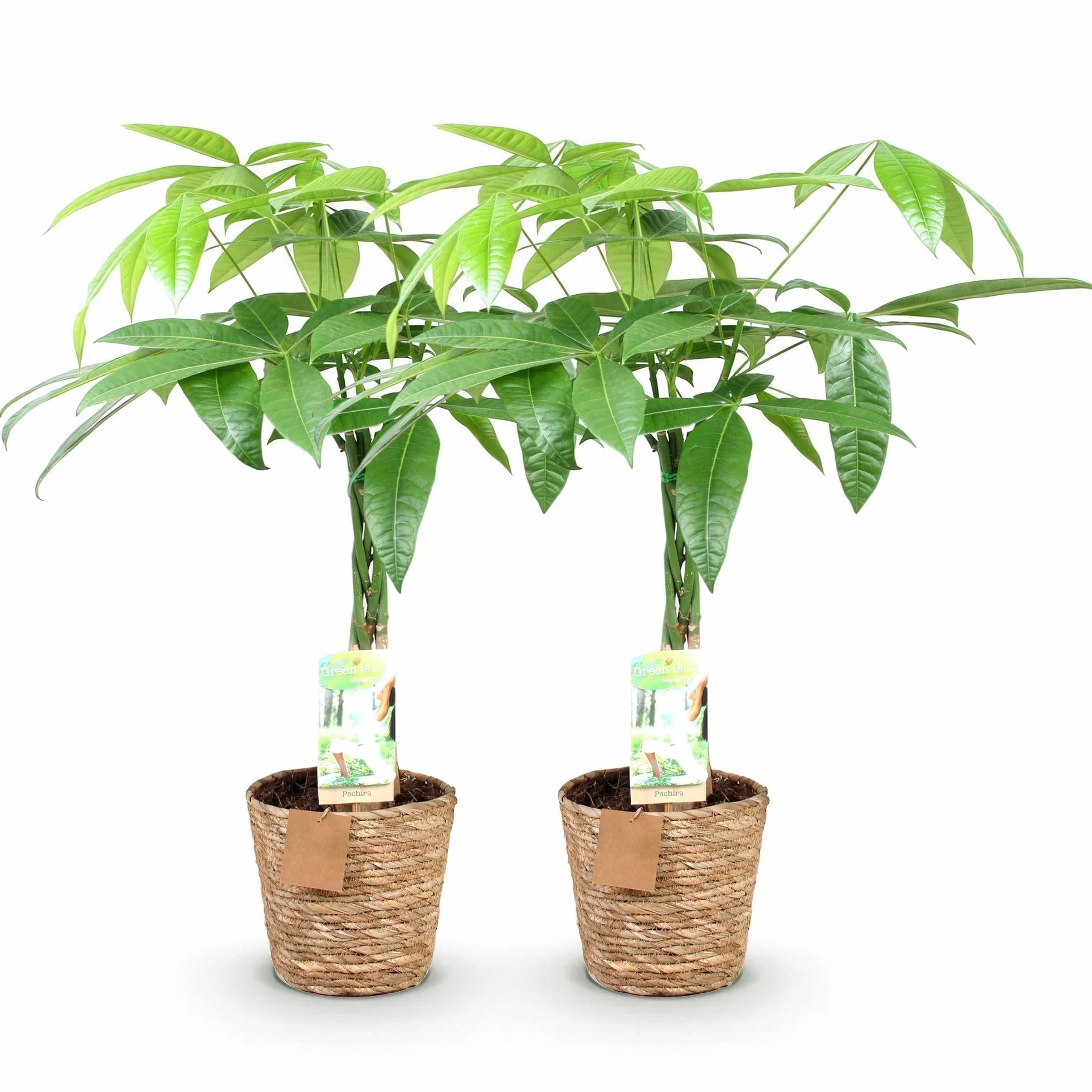 Pachira Aquatica tige tressée Arbre à monnaie Plante d'intérieur Pot 17cm 60-70cm Vert