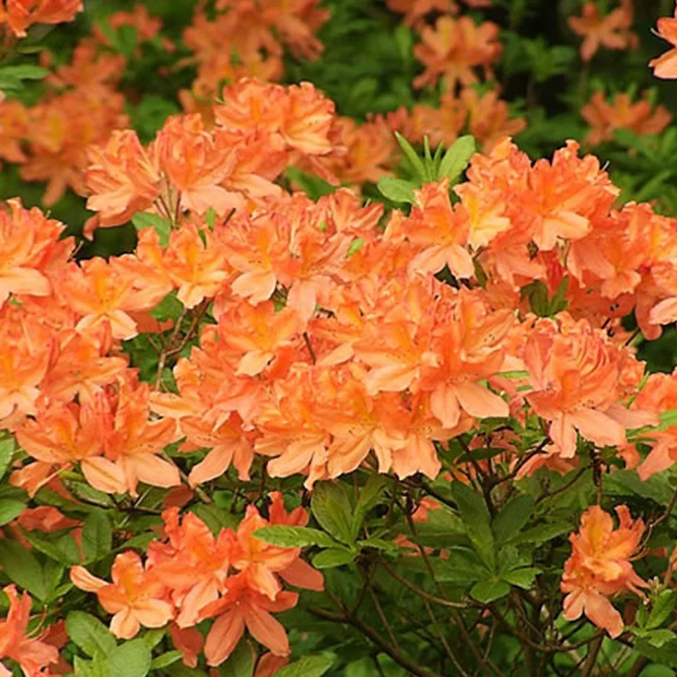Azalée Orange GardenersDream - Plante Arbuste Rhododendron Japonais Persistante Robuste à Fleurs pour Jardin