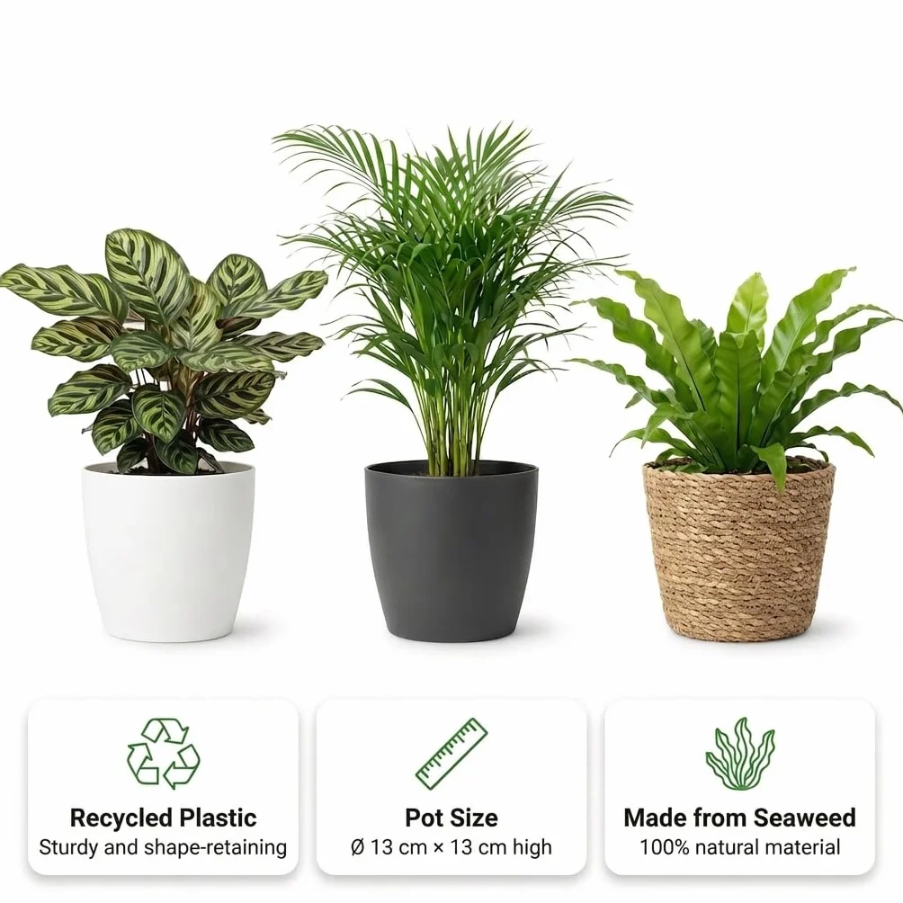 Set Plantes Dépolluantes 6 Pièces avec Pots Décoratifs Anthracite Ø12 cm Hauteur 30-40 cm