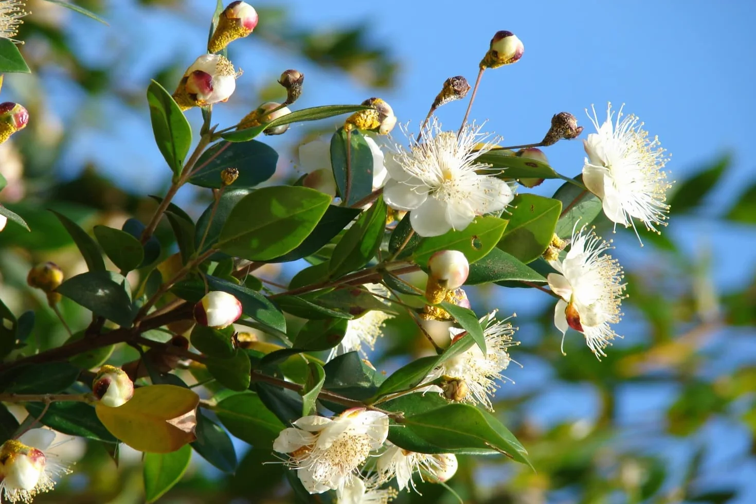 SAFLAX Myrte commun 30 graines Myrtus communis