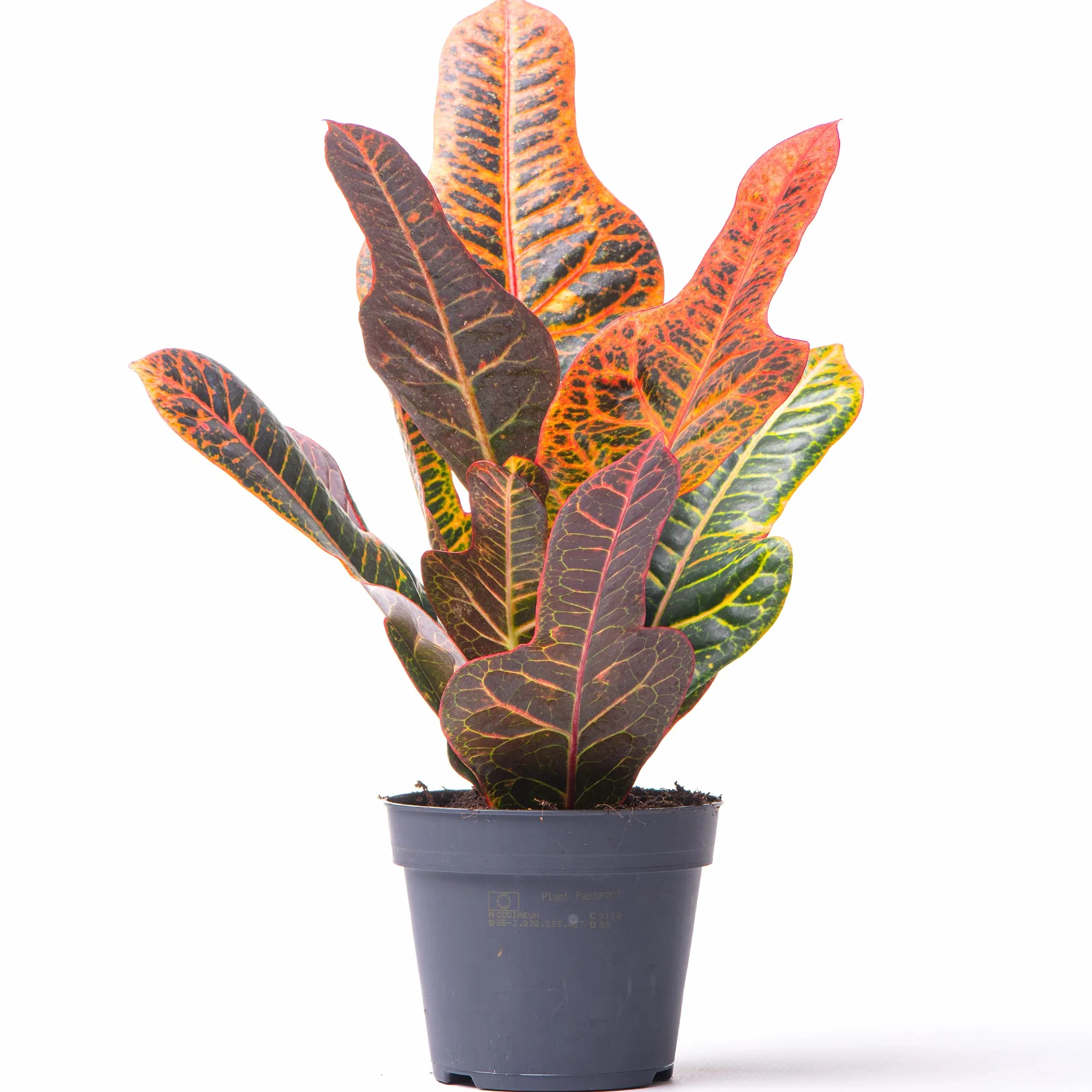 Codiaeum Variegatum Croton Excellent Plante d'intérieur 35-45 cm Pot