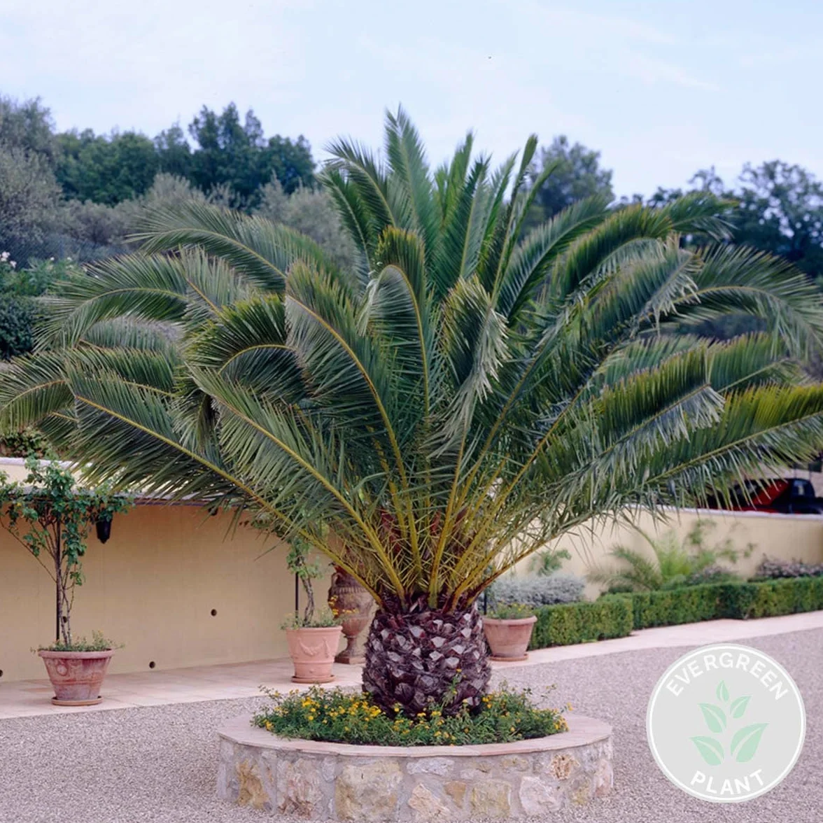 Palmier des Canaries Phoenix Canariensis 80-100 cm Pot 19 cm