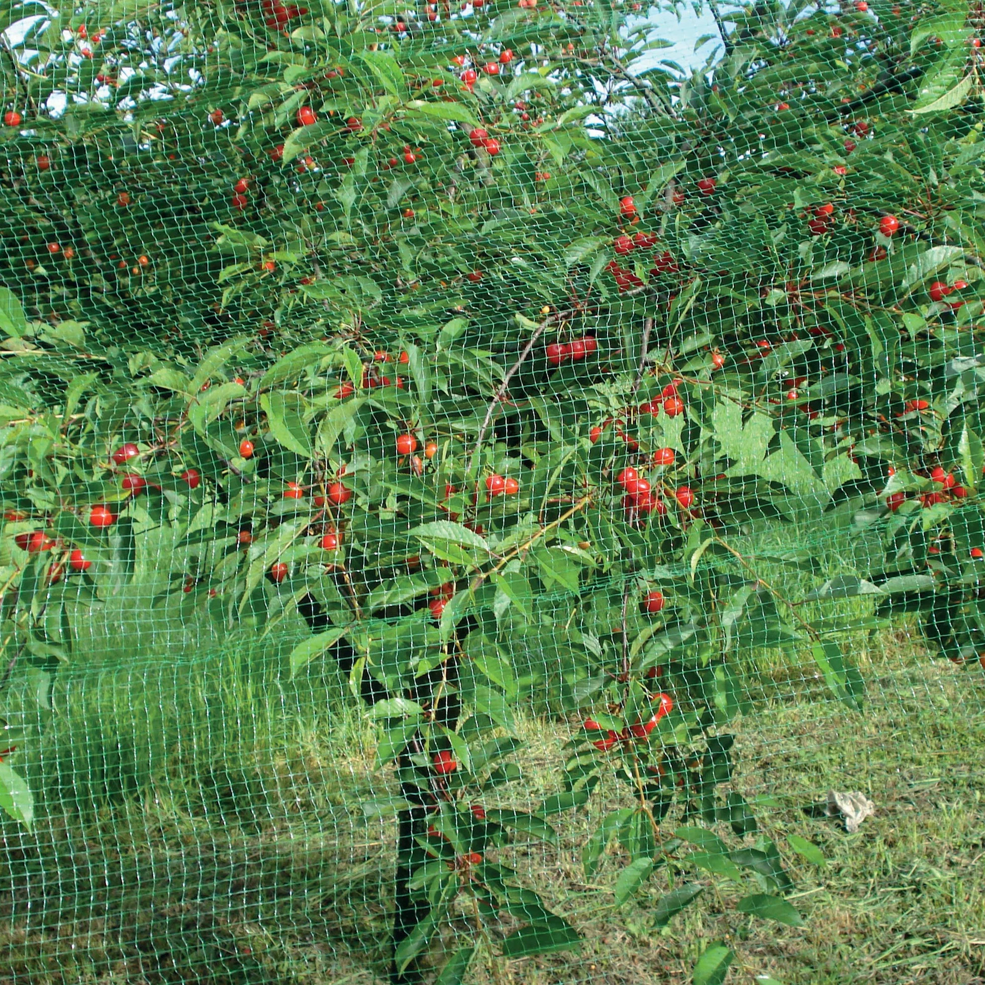 TENAX ORTOFLEX 2,00x5 m Vert Filet Anti-Oiseaux pour Protéger les Fruits et Cultures