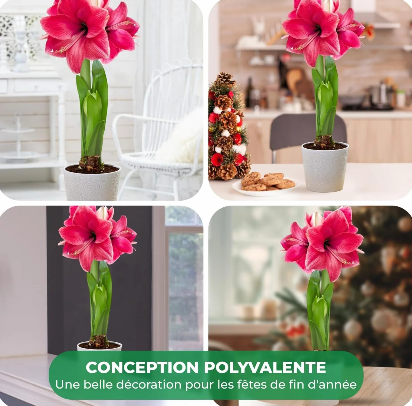 Amaryllis Bulbe Pink Passion 1 pièce Bulbes à fleurs grand format 26/30 Hippeastrum