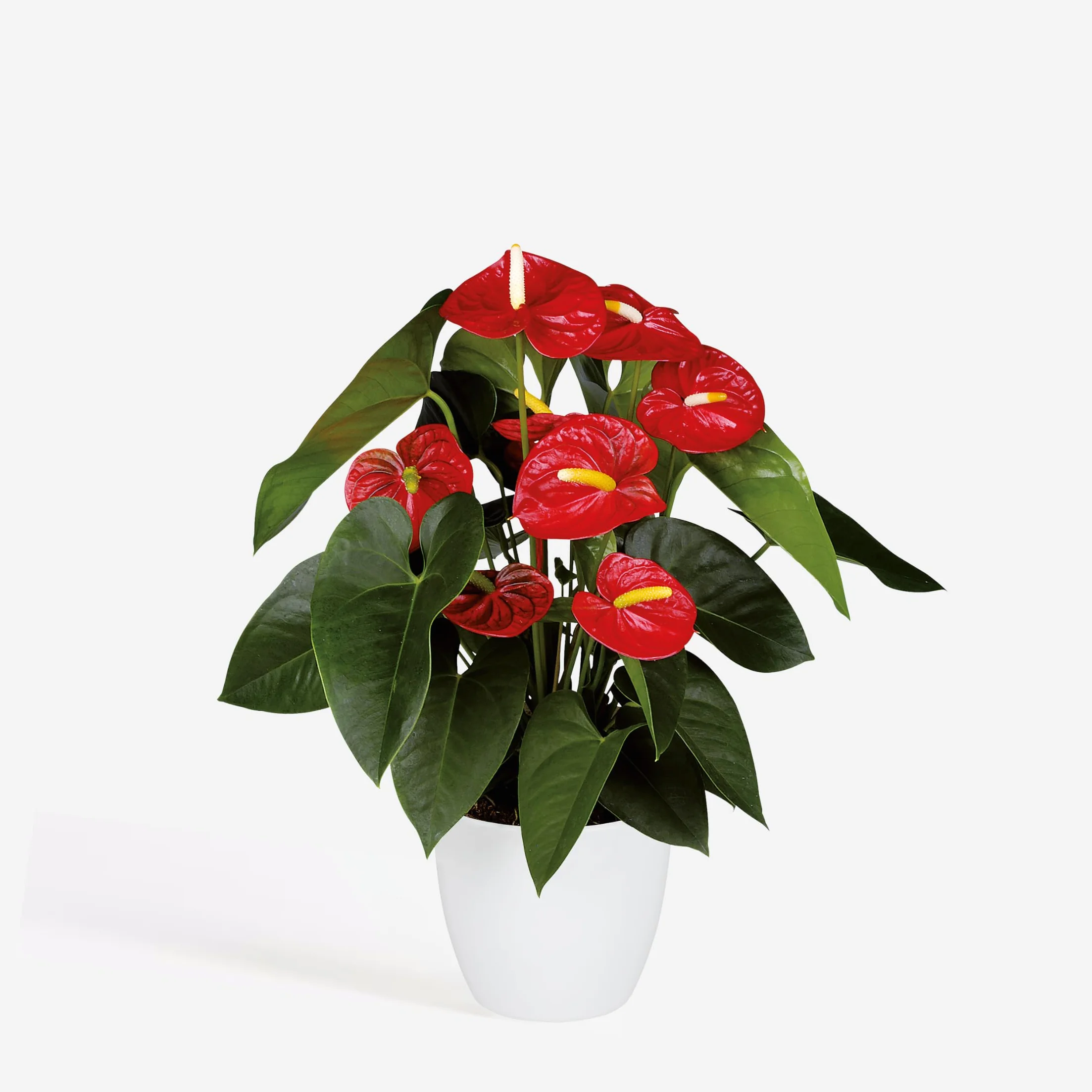 Anthurium 'Royal Champion' Roślina doniczkowa kwitnąca Czerwony 35-45cm 12cm