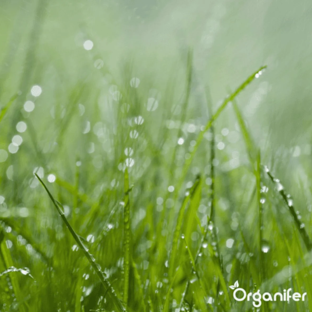 Engrais Liquide Pour La Phase De Croissance - 500ml = 250L | Engrais De Culture Spécial Pour Une Croissance Forte Des Plantes - Apport Rapide De Nutriments - Organifer