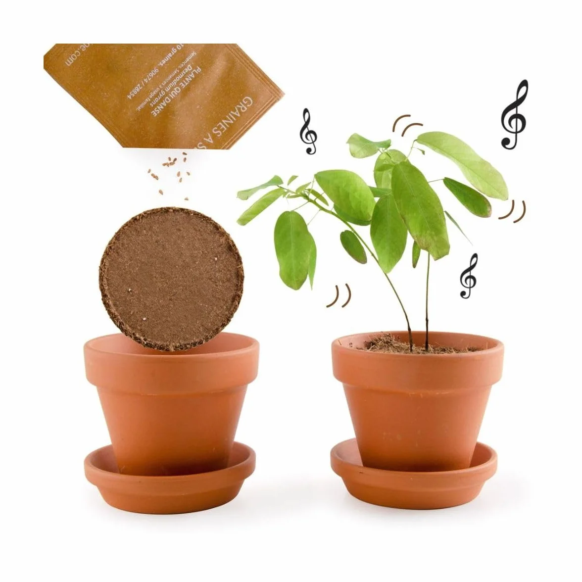 Radis et Capucine Pot avec coupelle Plante qui danse 8 cm